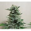 AK Skunk Auto, Фасовка: 5