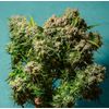 Auto Cream Caramel, Фасовка: 5, изображение 2
