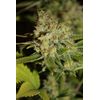 Auto Mandarine, Фасовка: 5, изображение 2