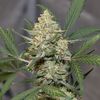 Auto Mary Poppins, Фасовка: 5, изображение 2