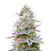 Gorilla Zkittlez, Фасовка: 3