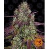 Mimosa EVO, Фасовка: 1, изображение 2