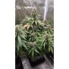 Guava x Gelato 41 Auto, Фасовка: 3, изображение 2