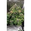 Guava x Gelato 41 Auto, Фасовка: 3, изображение 3