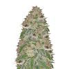 Doctor's Choice #1 Auto, Фасовка: 10