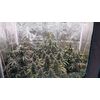 Guava x Gelato 41 Auto, Фасовка: 3, изображение 5