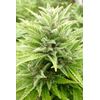 Reggae Spirit Auto, Фасовка: 5