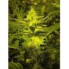 Jamaican Star Auto, Фасовка: 5, изображение 2