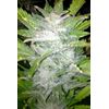 Jamaican Star Auto, Фасовка: 5