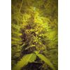 Reggae Spirit Auto, Фасовка: 5, изображение 2