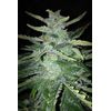 Sweet Poison Auto, Фасовка: 5