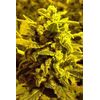 Sweet Poison Auto, Фасовка: 5, изображение 2