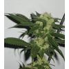 Bcn Sour Diesel, Фасовка: 3, изображение 2