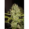 Auto Mandarine, Фасовка: 5