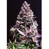 Auto Cream Caramel, Фасовка: 5