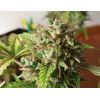 Auto Mary Poppins, Фасовка: 5, изображение 3