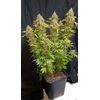 Auto Cream Caramel, Фасовка: 5, изображение 3