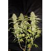 Auto Mandarine, Фасовка: 5, изображение 3
