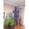 AK Skunk Auto, Фасовка: 5, изображение 4