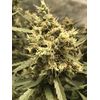 AK Skunk Auto, Фасовка: 5, изображение 2