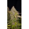 Auto Cream Caramel, Фасовка: 5, изображение 4