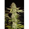 Auto Mandarine, Фасовка: 5, изображение 4