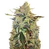 American Pie Auto, Фасовка: 5+2, изображение 2