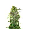 American Pie Auto, Фасовка: 5+2