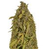 Amnesia Gold Auto, Фасовка: 5+2, изображение 2