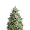 Amnesia Gold Auto, Фасовка: 5+2