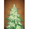CBD Crack Auto, Фасовка: 5