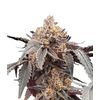Guava x Gelato 41 Auto, Фасовка: 3