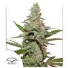 Amsterdam Amnesia, Фасовка: 5, изображение 2