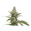 Amsterdam Amnesia, Фасовка: 5, изображение 3