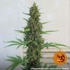 Pineapple express Auto, Фасовка: 3, изображение 2