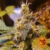 Pineapple express Auto, Фасовка: 3, изображение 3
