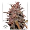 Blackberry Kush CBD Auto, Фасовка: 3
