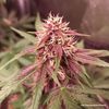 Blackberry Kush CBD Auto, Фасовка: 3, изображение 2