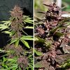 Blackberry Kush CBD Auto, Фасовка: 3, изображение 4
