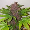 Blackberry Kush CBD Auto, Фасовка: 3, изображение 5