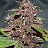 Blackberry Kush CBD Auto, Фасовка: 3, изображение 3