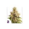 Golden Apple Haze Reg, Фасовка: 12