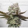 CBD Punch, Фасовка: 10