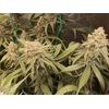 CBD Punch, Фасовка: 10, изображение 3