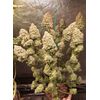 CBD Punch, Фасовка: 10, изображение 2