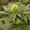 Sour Tangie Dawg Reg, Фасовка: 12, изображение 2