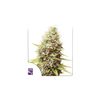 Sour Tangie Dawg Reg, Фасовка: 12