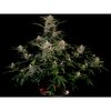 AK Triple Haze Auto, Фасовка: 3, изображение 5