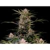 AK Triple Haze Auto, Фасовка: 3, изображение 4