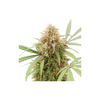 AK Triple Haze Auto, Фасовка: 3